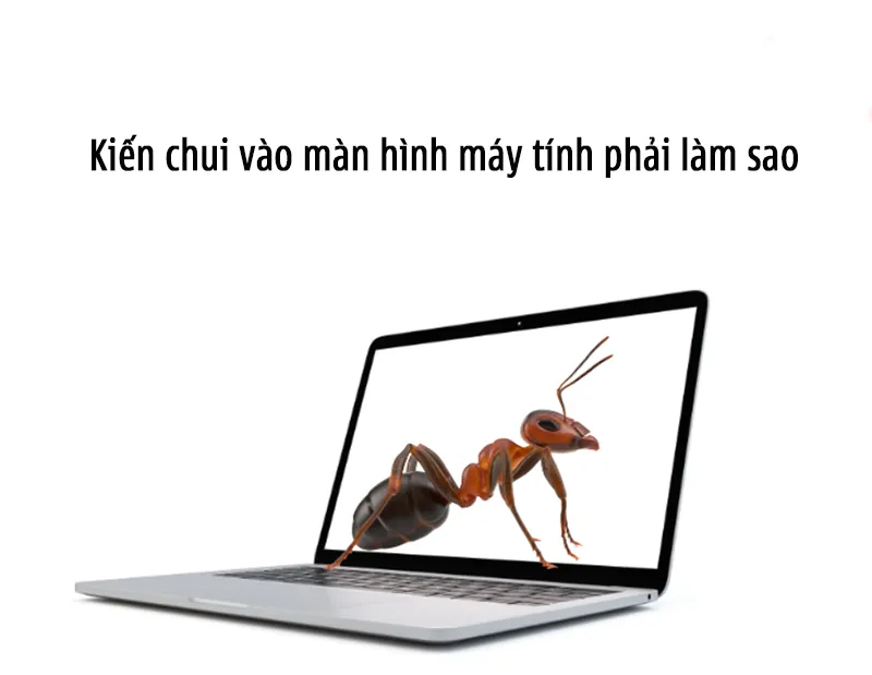Kiến Chui Vào Màn Hình Máy Tính Phải Làm Sao (11)