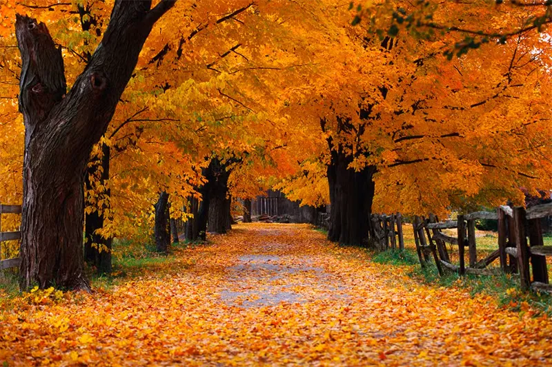 Tìm Hình Nền Desktop đang Hiển Thị Trên Windows (23)