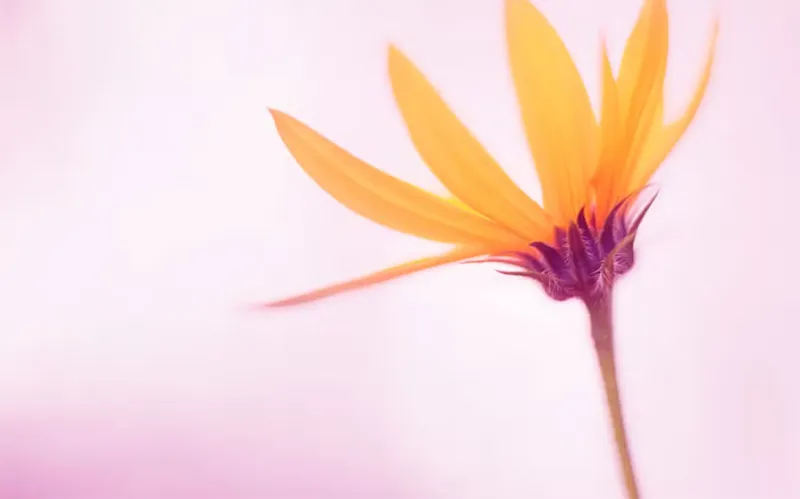 Cách Tìm Hình Nền Desktop đang Hiển Thị Trên Windows (12)