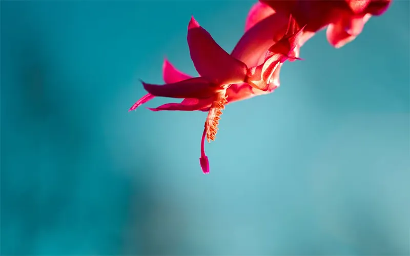 Cách Tìm Hình Nền Desktop đang Hiển Thị Trên Windows (3)